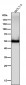 Anti-CD4 Rabbit Monoclonal Antibody